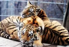 animals tigers feline duplicate 1920x1200 wallpaper Art HD Wallpaper